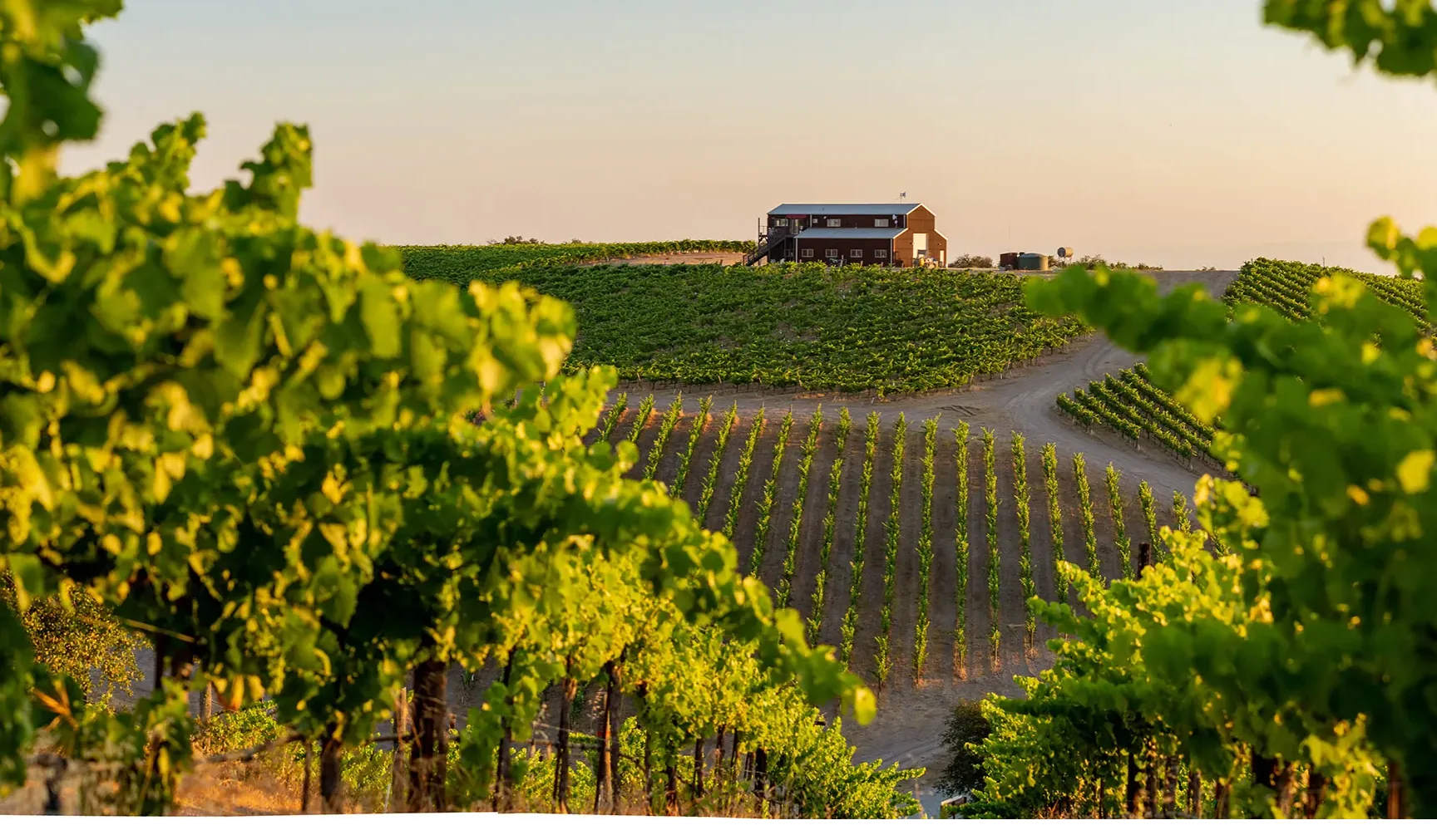 Vineyard at golden hour